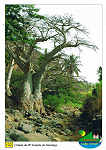 Cidade - Velha - 11p Santiago  rvore kapok / ceiba pentandra - Ed. Informao Turstica - Lucete Fortes - Mindelo - Cabo Verde - tel +238 2324267 www.bela-vista.net Foto Dr. Reitmaier - SD - Dim. 10,5x14,8 cm - Col. Manuel Bia (2011)