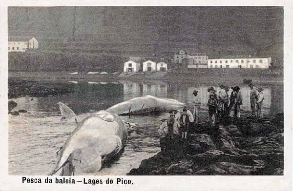 SN - Pesca da Baleia, Lages, Pico - Edio da Livraria d' O Telegrapho, Horta - Dim. 140x91 mm - Col. A. Monge da Silva (c. 1910)