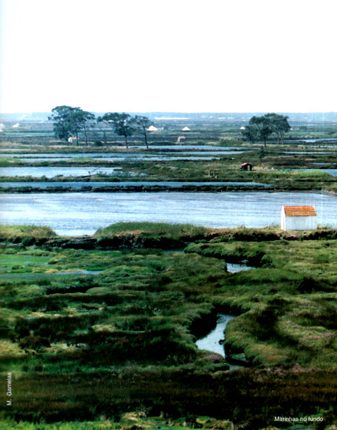 Marinhas no fundo. Foto de M. Gamelas.