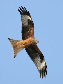 O Milhafre-real (milvus milvus). Fotografia de ???