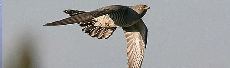 Cuco em pleno voo. Imagem obtida na enciclopdia on-line Wikipedia. Clicar para ampliar.