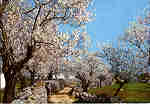N 705-Pr - ALGARVE. Amendoeiras em flor - Ed. OCASO - SD - Dim. 15,1x10,1 cm. - Col. Ilda Bastos.
