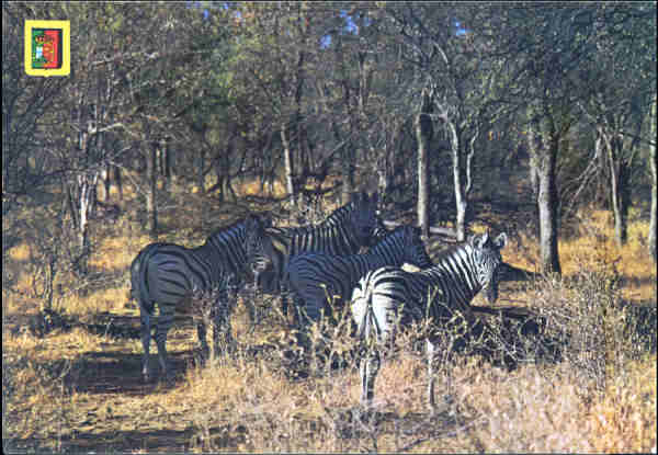 N 24 - ANGOLA. S da Bandeira. Zebras - Edio FISA, Barcelona - SD - Dim. 14,9x10,4 cm - Circulado em 1974 - Col. A. Monge da Silva