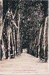 S/N - Portugal-Caldas da Rainha Rua Andrade no Parque Rainha D.Leonor - Editor Jos da Silva Dias - Editado em 1926 - Dimenses: 9x14cm. - Col. Miguel Chaby