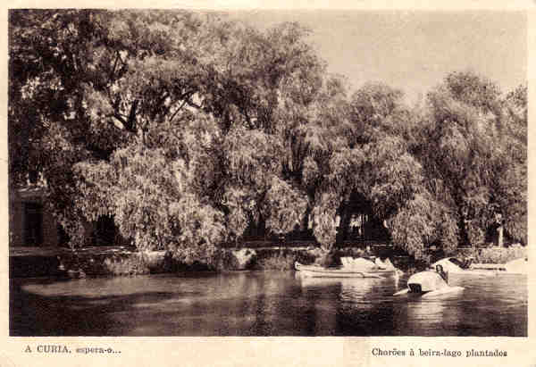 SN - A CURIA, espera - o... Chores  beira do lago plantados - Dim 14,2x9,8 cm - Circ. 8/1950 - Col. A. Simes (187).