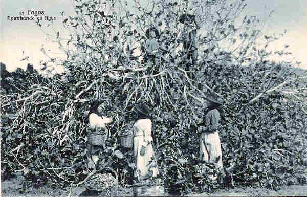 N. 77 - Lagos. Apanhando figos - Edio e clich de Antnio C. dos Santos, Lagos - SD - Dim. 14x9 cm. - Col. M. Chaby (cerca de 1920)