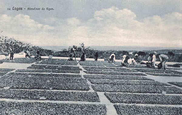 N 76 - Lagos. Almeixar de figos - Edio e clich de Antnio C. dos Santos, Lagos - SD - Dim. 14x9 cm. - Col. M. Chaby (cerca de 1920)