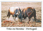 N. 220017 - Trs-os-Montes - Portugal - Chega de Bois - Nunes de Almeida.Editores, AP 83 2711- 999 Sintra  www.postaisdeportugal.com postaisdeportugal@portugalmail.pt - SD - Dim. 15x10,5 cm - Col. Ftima Bia (2011).