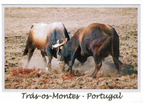 N. 220017 - Trs-os-Montes - Portugal - Chega de Bois - Nunes de Almeida.Editores, AP 83 2711- 999 Sintra  www.postaisdeportugal.com postaisdeportugal@portugalmail.pt - SD - Dim. 15x10,5 cm - Col. Ftima Bia (2011).