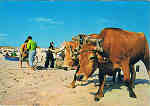 N. 1500 - Praia de Mira - Portugal  Recolha das rdes - Ed. SUPERCOR Portugal Turstico Dist. por RAN-LISBOA, RUA DA QUINTINHA 70-B - SD - Dim. 15x1o,5 cm - Col. Ftima Bia (1978).