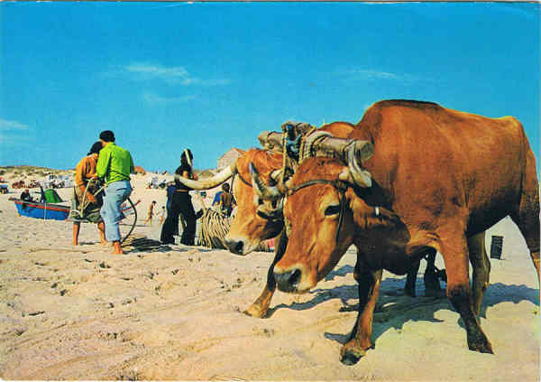 N. 1500 - Praia de Mira - Portugal  Recolha das rdes - Ed. SUPERCOR Portugal Turstico Dist. por RAN-LISBOA, RUA DA QUINTINHA 70-B - SD - Dim. 15x1o,5 cm - Col. Ftima Bia (1978).