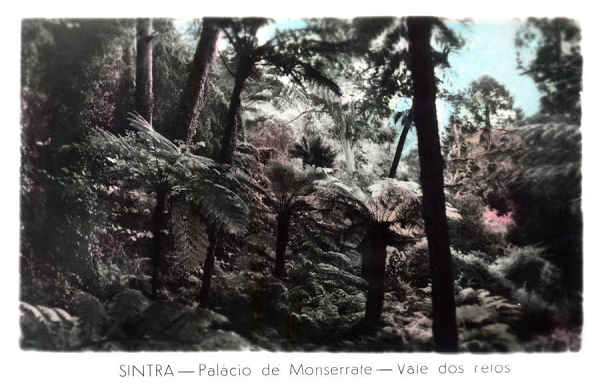 SN - SINTRA. Palcio de Monserrate. Vale dos fetos - Editor no indicado - SD - Dim. 9,2x6 cm - Col. A. Monge da Silva (cerca de 1960)