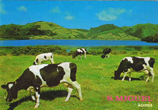N.º 625 - S. MIGUEL - Açores Uma paisagem - Ed. CÓMER - Trav. do Alecrim, 1 - TELF.328775 LISBOA-PORTUGAL - S/D - Dim. 15x10,6 cm. - Col. Manuel Bóia (1981).