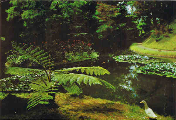 N.º 713 - S. MIGUEL - Açores Um aspecto do Parque «Terra Nostra» - Ed. CÓMER - Trav. do Alecrim, 1 - TELF.328775 LISBOA-PORTUGAL - S/D - Dim. 15x10,5 cm. - Col. Manuel Bóia (1981).