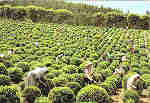 N.º 68 - S. MIGUEL (Açores) Plantação de Chá - Ed. NÓBREGA,Lda 9500 PONTA DELGADA - S. MIGUEL - AÇORES LITO OF. ARTISTAS REUNIDOS-PORTO - S/D - Dim. 15x10,5 cm. - Col. Manuel Bóia (1981).