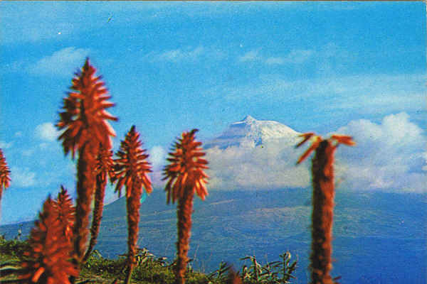 Nº 2257 - ILHA DO PICO - AÇORES - Ed. CÓMER - TRAV. DO ALECRIM,1 - TELF.328775 - LISBOA-PORTUGAL - S/D - Dim. 15x10,3 cm. - Col. Manuel Bóia (1981).