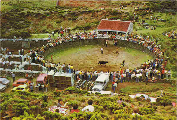 N.º 2255 - ILHA TERCEIRA - AÇORES  APARTAR DE TOUROS NO MATO - Ed. CÓMER - Trav. do Alecrim, 1 - Tel. 328775 - LISBOA - PORTUGAL - SD - Dim. 14,9x10,4 cm. - Col. Manuel Bóia (1981)