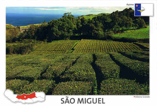 N.º 101- SÃO MIGUEL Plantação de chá - Impresso nos Açores em papel ecológico - Ed. PUBLIÇOR Rua Praia dos Santos,10 S. Roque 9500-706 Ponta Delgada São Miguel Açores - T (+351) 296 630 089 E-mail publicor@publicor.pt Fotografia: J.A.R. - SD - Dim. 17x12 cm. - Col. Fátima Manuela Bóia (2010).