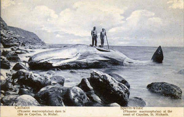 SN - SÃO MIGUEL. Cachalote na Costa das Capelas - Editor desconhecido - SD - Dim. 13,8x8,8 cm - Col. A. Monge da Silva (cerca de 1910)