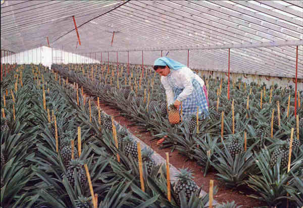 Nº 3 - SÃO MIGUEL. Estufa de Ananazes - Edição Fotografia Nóbrega - SD - Dim. 15x10,4 cm - Circulado em 1980- Col. A. Monge da Silva