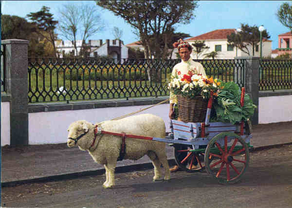 Nº 71 - SÃO MIGUEL, Costumes, Carroça de Carneiro - Edição Fotografia Nóbrega - Dim. 15x10,4 cm - Col. A. Monge da Silva (c. 1966)