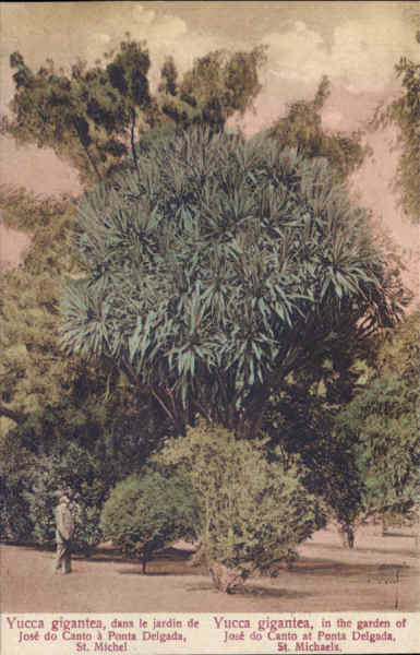 SN - SÃO MIGUEL. Ponta Delgada. Jardim Jacome Correa, Yucca gigantea - Edição anónima - Dim. 13,8x8,8 cm - Col. A. Monge da Silva (cerca de 1910)