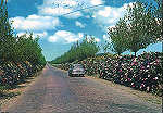 SN - ILHA TERCEIRA. Estrada de Hortênsias - Edição Foto Lilaz, Angra - Dim. 14,9x10,4 cm - Circulado em 1968 - Col. A. Monge da Silva