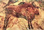 N 1162 - Cuevas de Altamira. Gran Bisonte - Foto J. Adolfo,Torrelavega - Dim. 15,1x10,6 cm - Col. Amlcar Monge da Silva