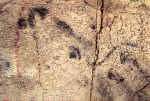 N 1168 - Cuevas de Altamira. Cabeza de toro - Foto J. Adolfo,Torrelavega - Dim. 15,1x10,6 cm - Col. Amlcar Monge da Silva