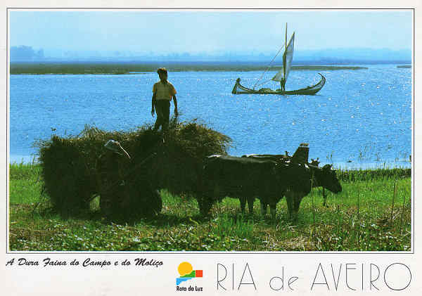 N. 25 - RIA DE AVEIRO A Dura Faina do Campo e do Molio - Ed. Artes Grficas - SD - Dim. 15x10,5 cm - Col. Mrio Silva.