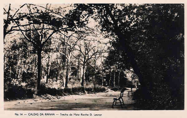 N. 14 - Portugal Caldas da Rainha .Trecho da Mata Rainha D Leonor - Editor Havaneza Caldas da Rainha - Editado 1952 - Dim. 9x14 cm. - Col. M. Chaby