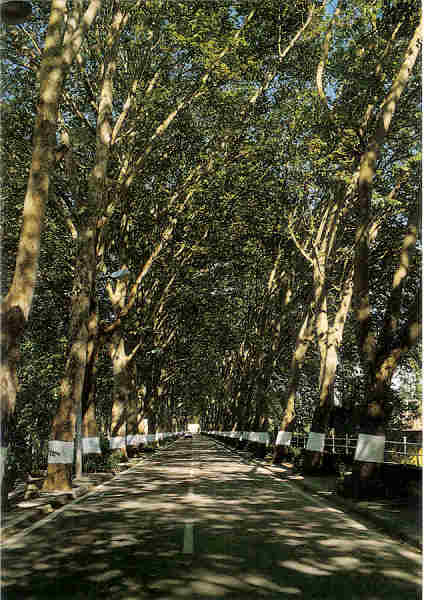 SN-CURIA-Avenida dos Platanos-Ed J Turismo-10,5x15,0cm-Colec A SIMOES 1076