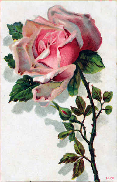N 1379 - Rosa - Edio annima - Dim. 14,1x9,1 cm - Col. Amlcar Monge da Silva (cerca de 1910)