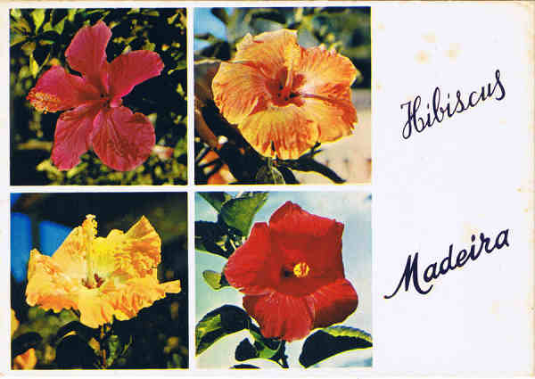 MD 360 - MADEIRA Hibiscus - Cardeal - Ed. Francisco Ribeiro - Rua Nova de S. Pedro, 27 telef.23930 FUNCHAL - MADEIRA - SD - Dim. 14,8x10,4 cm - Col. Manuel e Ftima Bia (1975).