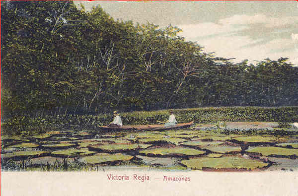 N 4638 - Victoria Regia - Dim. 14x8,9 cm - Edio Photographia Allem, Manos - Col. Amlcar Monge da Silva (cerca de 1900)