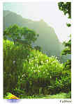 N. 239 - 405p Cabo Verde. St Anto - Flor da cana de acar - Ed. PiLu Bela Vista - tel +238 2324267 - Fotografia: Dr. Pitt Reitmaier www.bela-vista.net - SD - Dim. 10,5x14,6 cm - Col. Manuel Bia (2011)