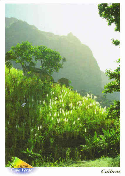 N. 239 - 405p Cabo Verde. St Anto - Flor da cana de acar - Ed. PiLu Bela Vista - tel +238 2324267 - Fotografia: Dr. Pitt Reitmaier www.bela-vista.net - SD - Dim. 10,5x14,6 cm - Col. Manuel Bia (2011)