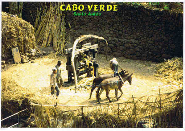 CV 19 - Santo Anto. Trapiche - Ed. Mindelo C.P.999 - CABO VERDE - www.caboverde-photo.com Reinhard Meyer - SD - Dim. 15x10,5 cm - Col. Manuel Bia (2011)