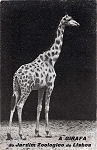 S/N - Girafa do Jardim Zoolgico - Dim. 139x89 mm - Editor desc. - Usado em 21FEV1926- Col. A. Monge da Silva (cerca de 1925)