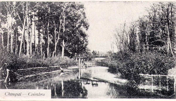 Choupal em Coimbra