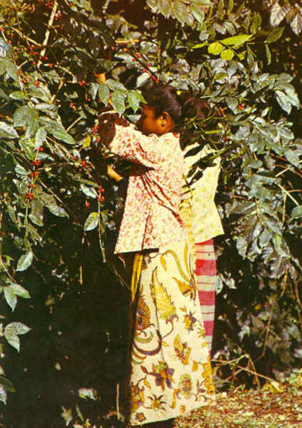 SN - Colhendo caf em Ermera - Foto A de la Porte - Edio do CTI-Timor - SD - Dim. ??x?? cm - Col. A. Monge da Silva  (cerca de 1970)