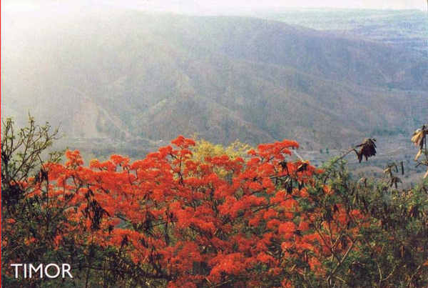 SN - Montanha de Timor. Foto de Homem Cardoso - Edio dos CTT em 2000 - Dim. ???x??? mm - Col. A. Monge da Silva