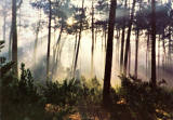 GAFANHA DA NAZAR, Aveiro Portugal, Nascer do sol na floresta da Gafanha , Ed. Artur Delgado Lopes, SD, Dim. 149x103 mm, Col. Nela d'Almeida.
