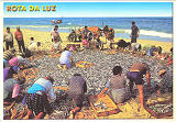 Ref AVR-0044, ROTA DA LUZ Faina Piscatria, A escolha do peixe, (LOCAL?), Aveiro, Costa de Prata, Portugal, Ed. GRAFIPOST, tel. 214342080, SD, Dim. 150x105 mm, Col. Nela d'Almeida.