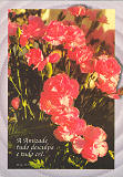 N. 781, Editorial Misses, Cucujes (Portugal), Foto J. Ferreira, SD, Dim. 150x105 mm, Col. Nela d'Almeida.