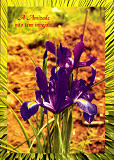 N. 777, Editorial Misses, Cucujes (Portugal), Foto Celcar, SD, Dim. 150x105 mm, Col. Nela d'Almeida.