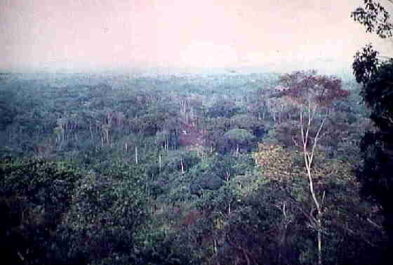 Clareira do Quitari, vista da picada para a Camuanga-Angola 1973.