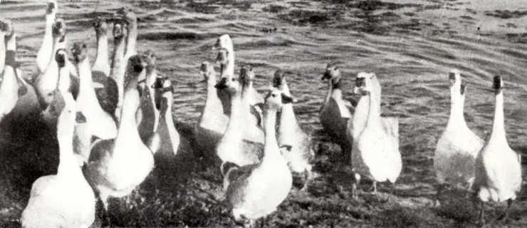 Simpticos habitantes da Barra de Aveiro.