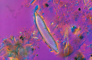 8 - Hantzschia amphioxys