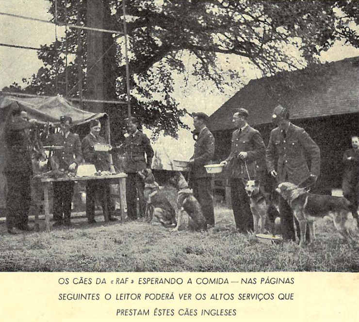 Os ces da RAF esperando a comida